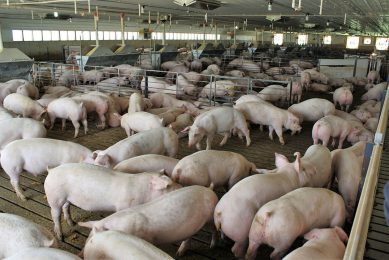 Finisher pigs on a farm in the United States. - Photo: Vincent ter Beek