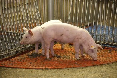 Another example how to improve manure collection   by creating  pig toilets . Photo: Bert Jansen