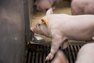 A piglet drinking water (not related to the trials in the article). - Photo: Dreamstime