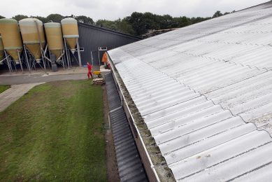 Is the pig house too hot in summer? Paint it white! Photo: Bert Jansen