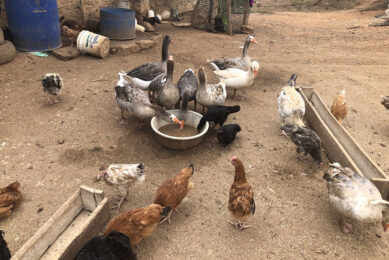 An example of backyard farming in Africa. Photo: Dr Nicolas Svitek-ILRI