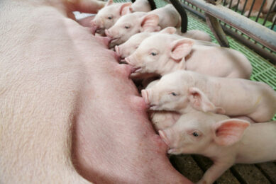 From the moment they are born, piglets are highly susceptible to infections. Photo: Adisseo