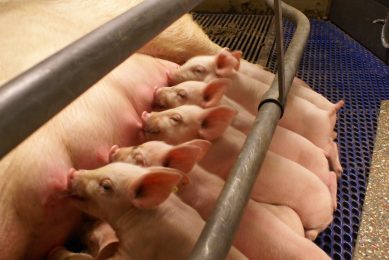 Supporting piglet liveability has long term gains. Photo: Cargill Animal Nutrition