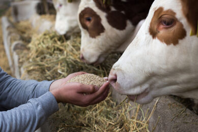 Reducing mycotoxin contamination protects livestock health, improving production and profitability. Photo: Jevtic