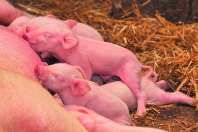 One of the main targets for farmers is to ensure that piglets will eat properly after weaning. Photo: Wisium