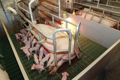 For sows that produce a lot of piglets, there are health benefits from weaning later. Photo: Henk Riswick