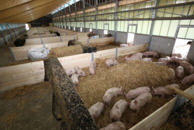 Overview of the barn. At the front are the finishers, at the back the breeding sows. Because there are no sections, the barn is light and contains a lot of air. - Photos: Henk Riswick