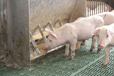 A weaner pig looking for a meal at a farm in Mindanao.  -Photo: Vincent ter Beek