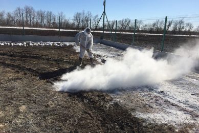 After the burning and burial of the pigs, the pit should be covered with dirt and a layer of dry bleach applied to the surface. Photo: Gustavo Lopez