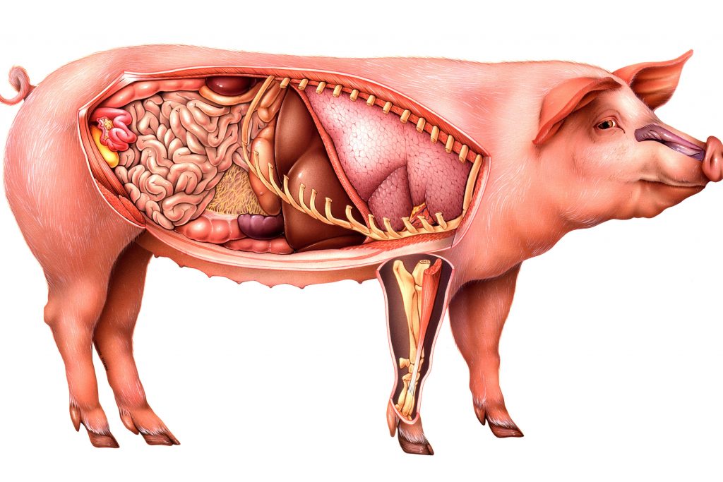 CPNJFR PIG ANATOMY, DRAWING