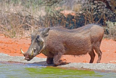 Warthog faecal microbiota may help conferring protection against ASF virus. - Photo: Wikipedia