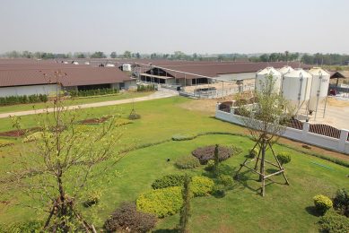 A swine farm like a five-star hotel. Photo: Vincent ter Beek