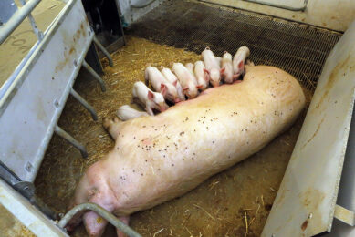 A farrowing pen with also straw provided to allow the sow to express her natural behaviour and build a nest. Photo: Henk Riswick