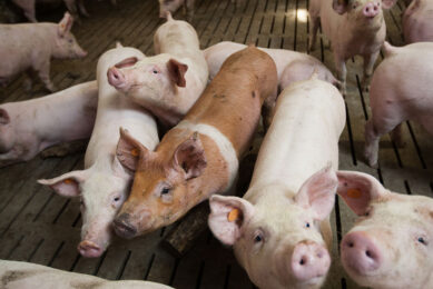 Weaning piglets at a farm in the heart of Poland. The country s pig producers are facing various crises simultaneously. - Photo: Ronald Hissink