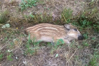 Hope for wild boar is shimmering at the horizon as a vaccine candidate also appears to be working well through the oronasal route. Photo: Petr Satran, Czech State Veterinary Administration