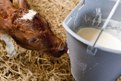 Helping young ruminants fight against parasites. Photo: Jan Willem Schouten