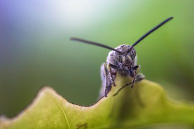 Black soldier fly larvae are utilised in feed production.. - Photo: Shutterstock