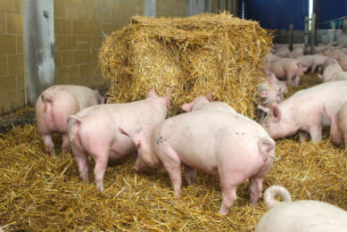 A bale of straw is unpacked by the finisher pigs. Photos: Vincent ter Beek