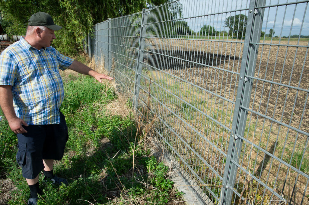 A 2 m tall fence on a foundation of 0.5 m surrounds the sheds. Wild boar can’t possibly get to the pig houses. Photo: Twan Wiermans