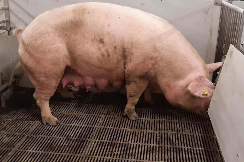 A functional pen layout is important to shape sow behaviour: the loose sow will often turn away from feeder when urinating and dunging.