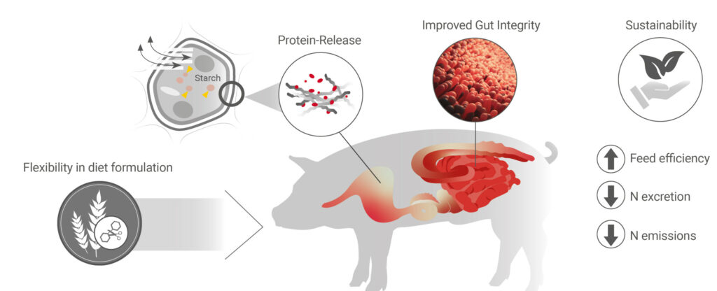 Figure 1 - Fungal fermentation products increase nutrient digestibility and animal performance.