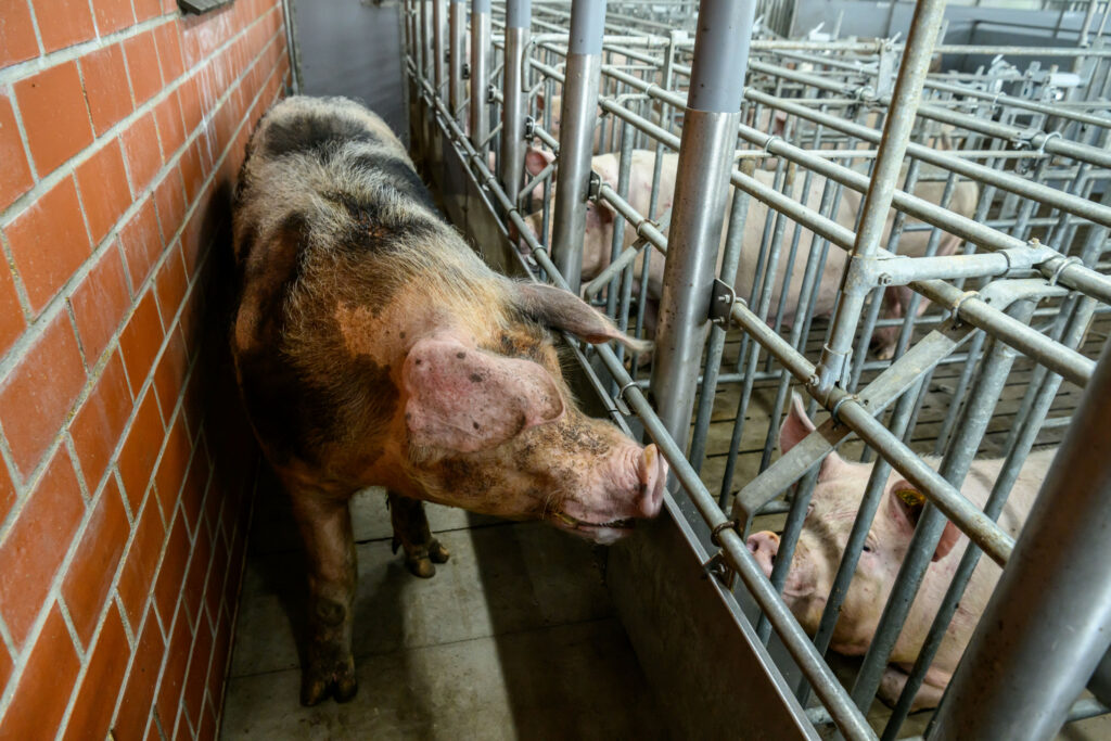 For the boars, nothing changes in comparison to the old situation. They continue to be needed for heat detection.