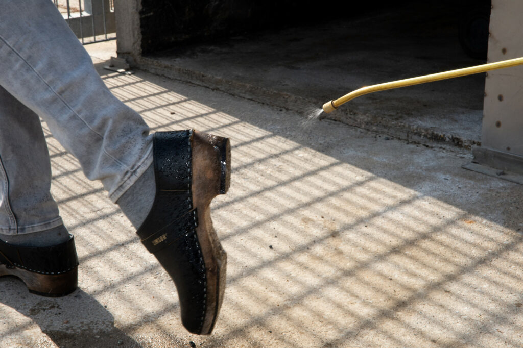 The farm is clean after having been cleaned and disinfected twice. Footwear is disinfected again upon leaving.