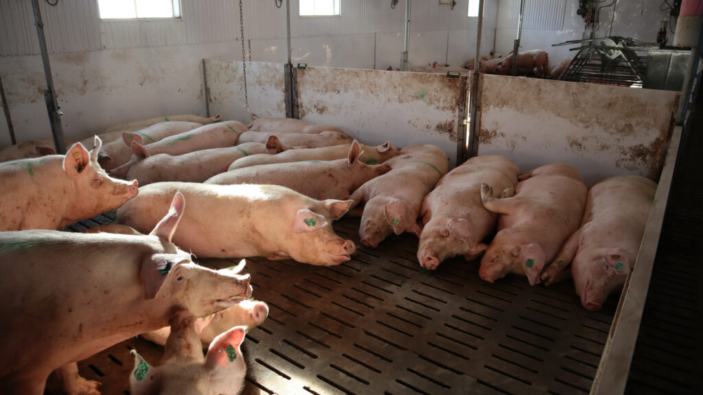 Tranquillity in the sow house. The gestating sows are having a peaceful snooze.