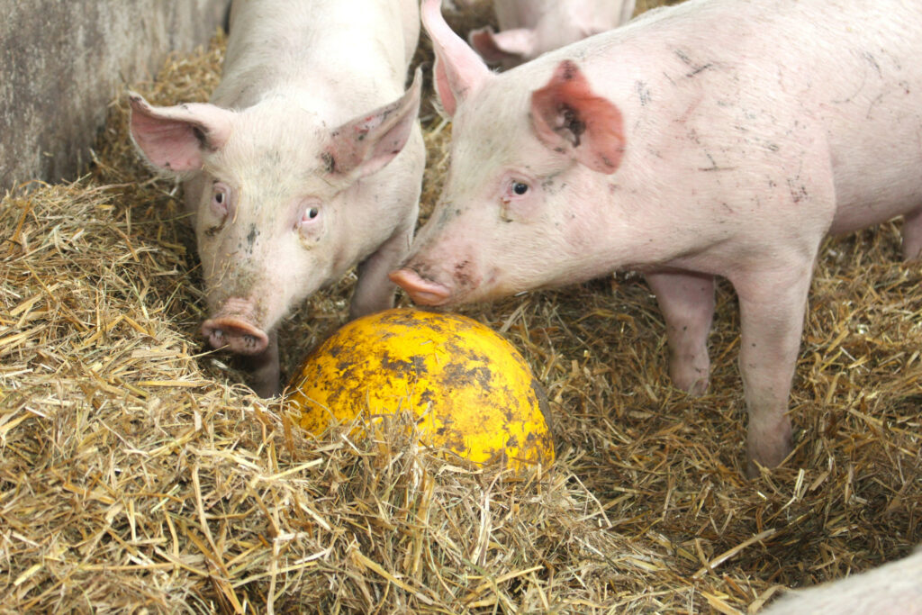 Distraction material can be found everywhere in the pig house.