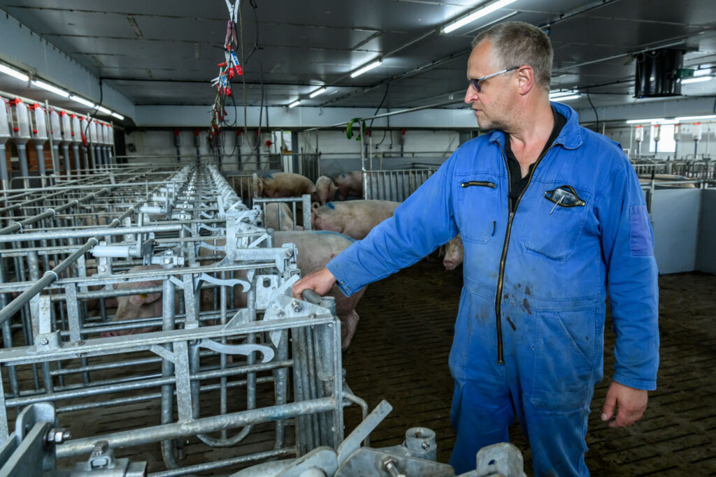 The new breeding house is equipped with self-catching crates.