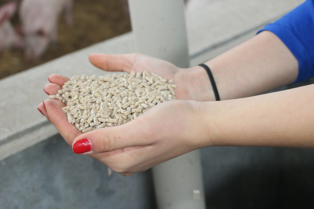 The pigs receive dry feed on the basis of corn, barley and soya.