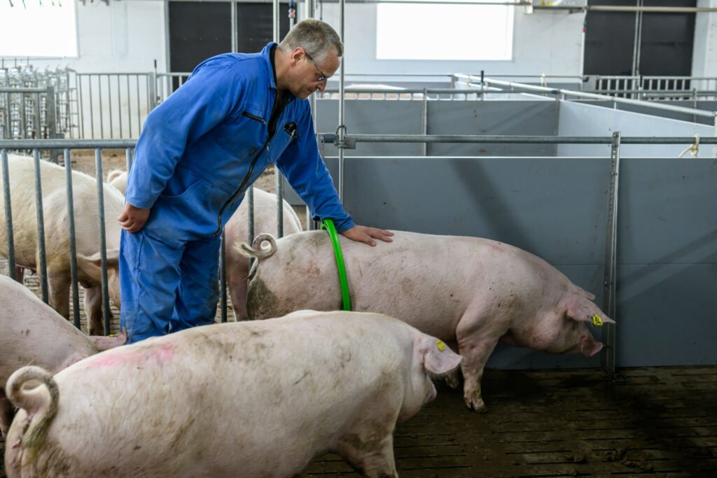 The sows get in heat easily in the spacious breeding house. After the first round of AI, 92% of sows are in pig.