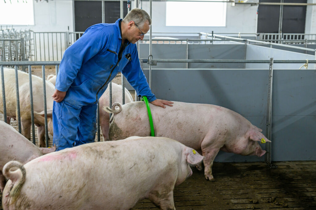 The sows get in heat easily in the spacious breeding house. Photo: Frank Uijlenbroek