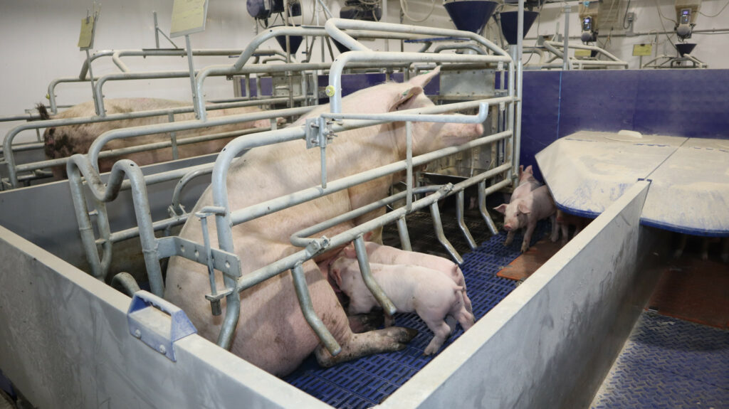 A sow and her litter in one of the three farrowing barns at Aldo Farm.