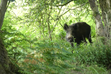 Most likely a wild boar in Baden-Württemberg state has now also been infected with ASF. Photo: Boerderij