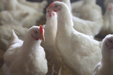 Use of postbiotics and essential oil compounds in broilers