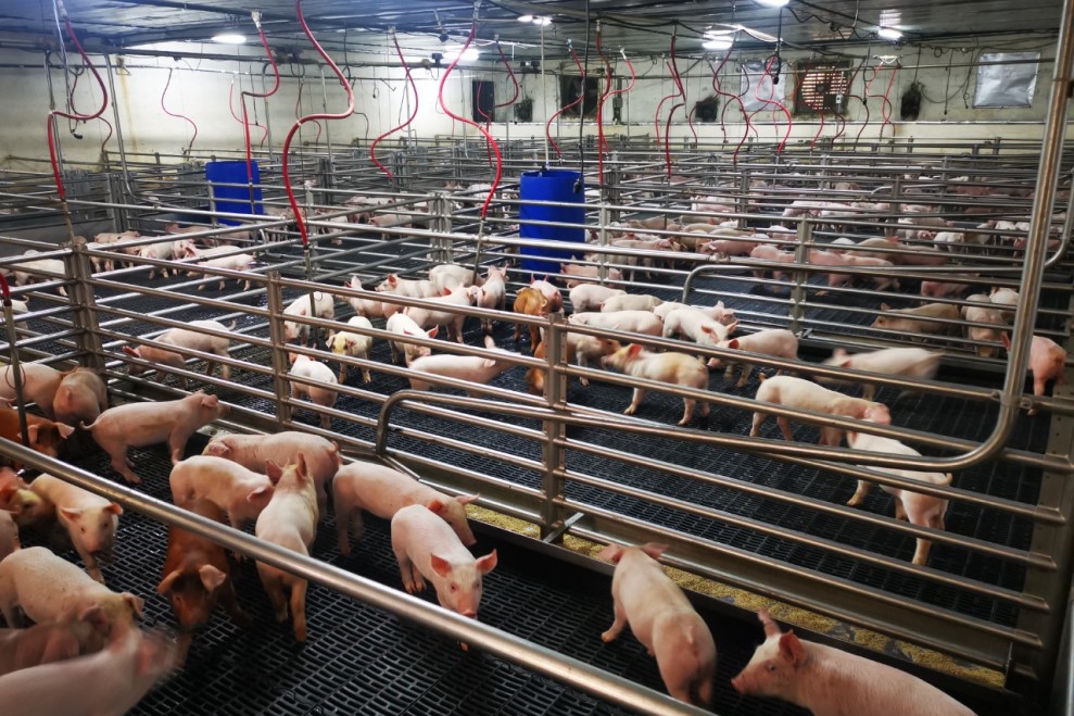 A naturally ventilated finisher barn on a Costa Rican swine farm. 