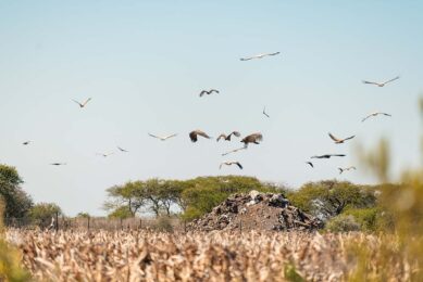 vultures pigs