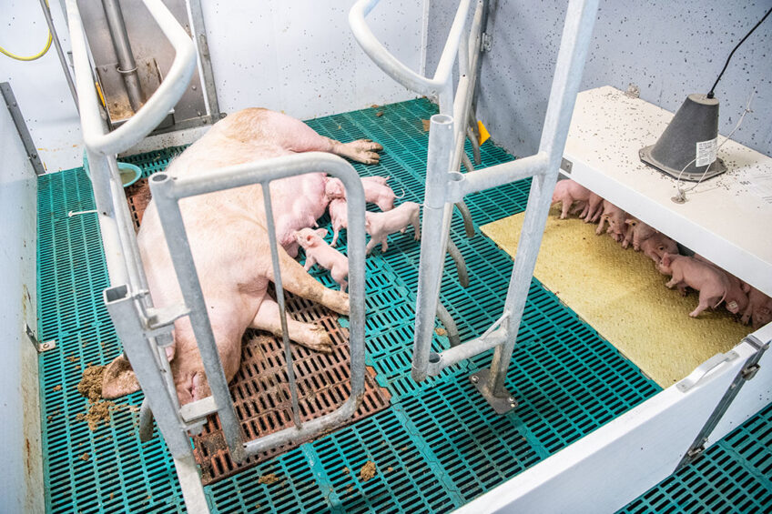 Free-range farrowing barn