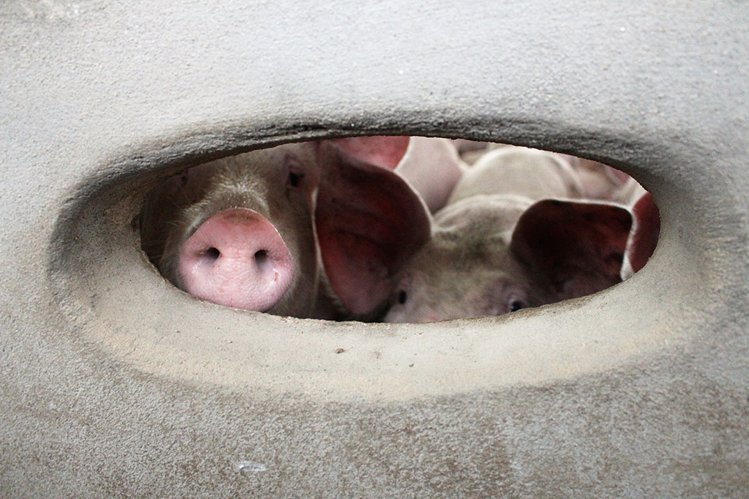 Tunnel ventilation works well because the walls between the pens have holes in them.