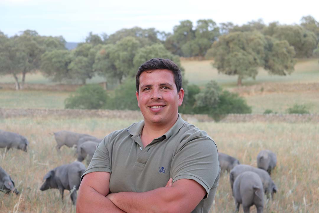 Antonio José Cano Cabrera (31) owns Era Alta farm, located near Villanueva de Córdoba, in Córdoba province, Andalusia autonomous community, Spain. The farm is spread out over 3 farm sites, where it farms 70 Iberian sows for production of pata negra, the well known ibérico hams. In total, the farm produces 300 finisher pigs per year at 180 kg live weight. In total, the farm comprises of 100 ha, but for Iberian pig production, the farm has 400 ha in use.