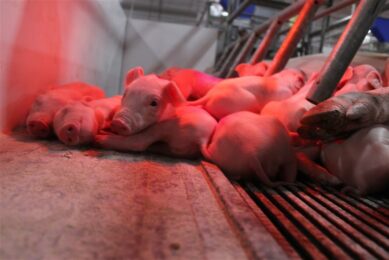 Russian pig industry faces growth stagnation