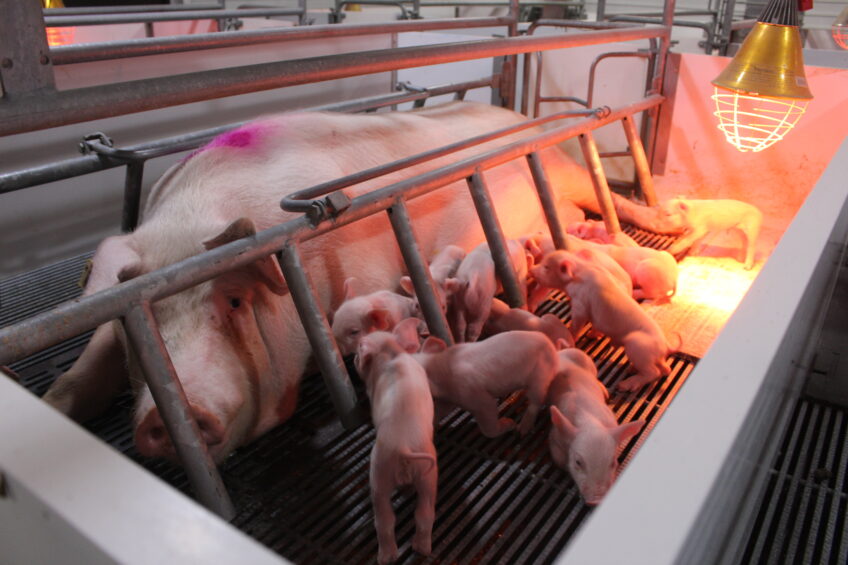 RusAgro acquires another large Russian pork manufacturer