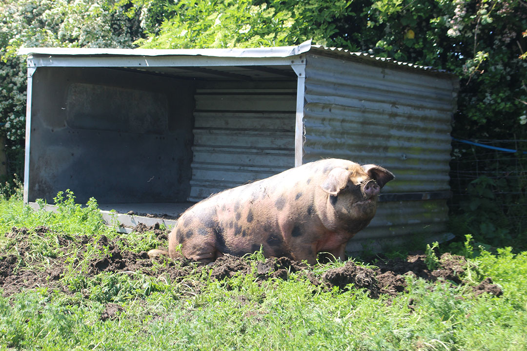 Cotlea farm is home to the Clarissa and Duchess bloodline.