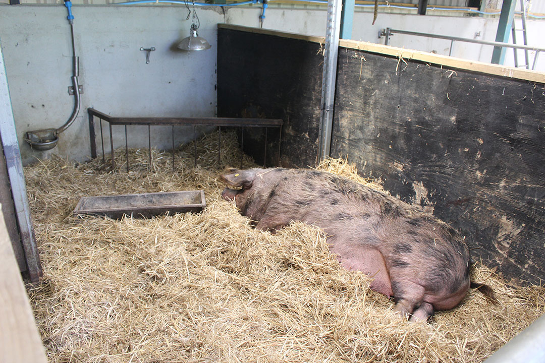 Older Oxford Sandy and Black pigs tend to lose their colour a little.