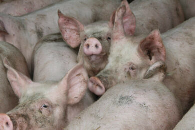 Finisher pigs on a farm in northern Italy - unrelated to the current outbreaks. Photo: Vincent ter Beek