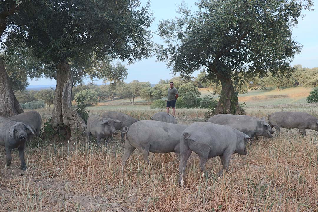 Finishing occurs on grass and acorns. The animals were slaughtered in February 2024, meaning that hams should appear on the market in spring 2027.