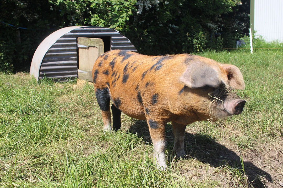 The Oxford Sandy and Black pig, officially acknowledged as a beed since 1985, has a promising potential.