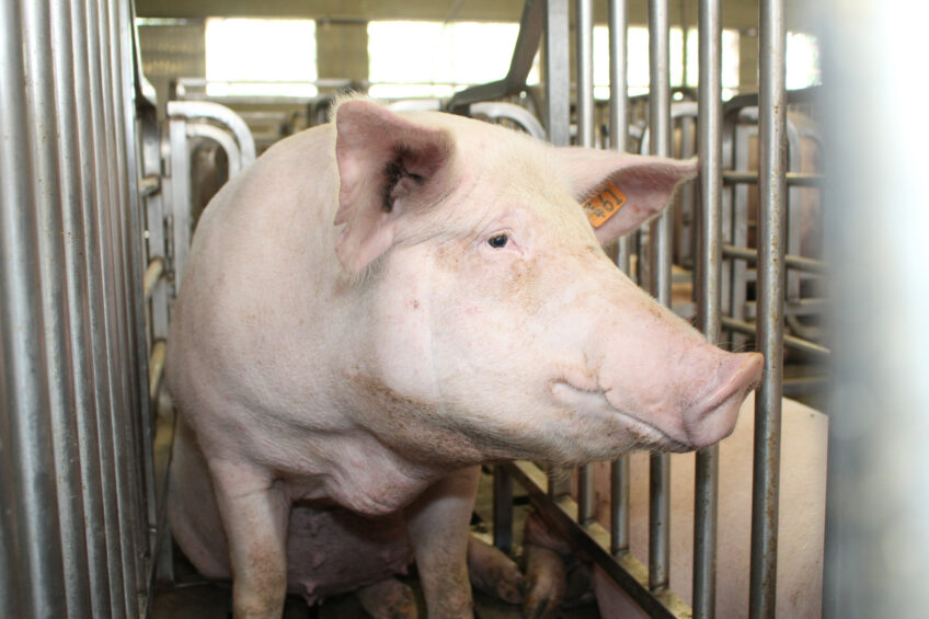 A sow on a farm in Italy. This farm is not related to the outbreaks. Photo: Vincent ter Beek