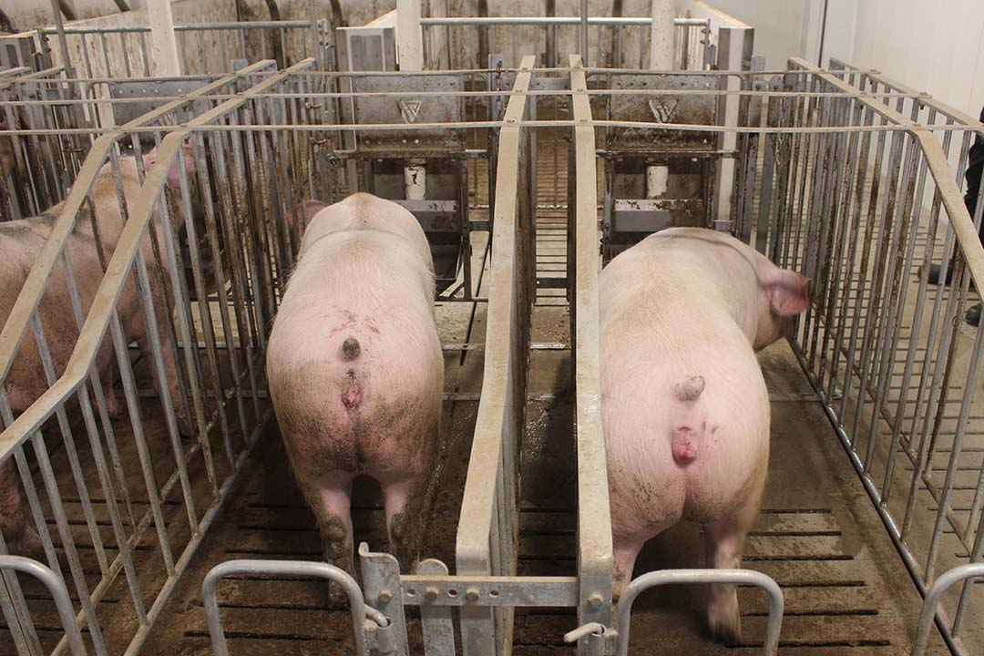 In the breeding rooms, stalls are extra wide and have space in-between them.